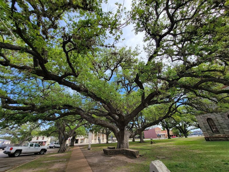 The Hanging Tree, Goliad, TX The Hanging Tree, Goliad, TX