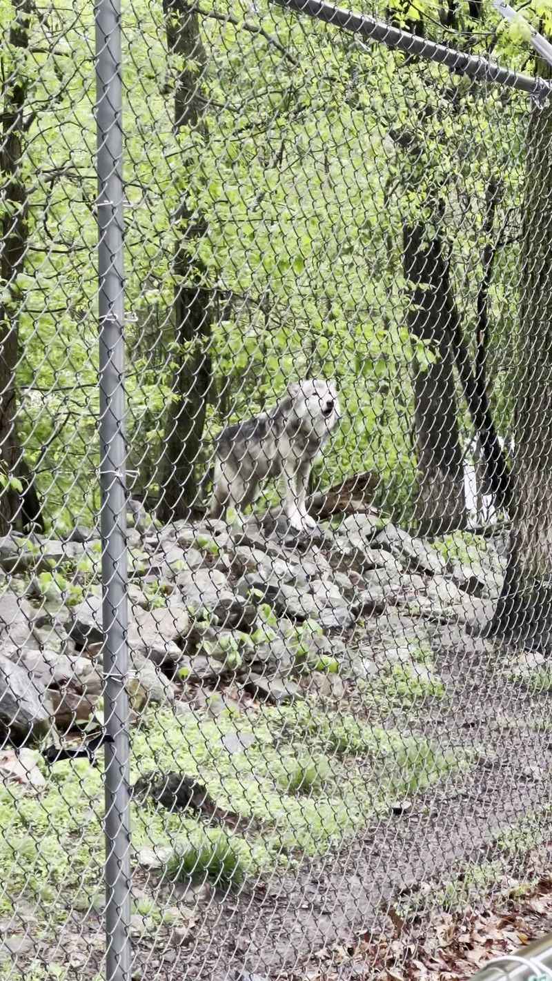 The Howl That Steals The Show