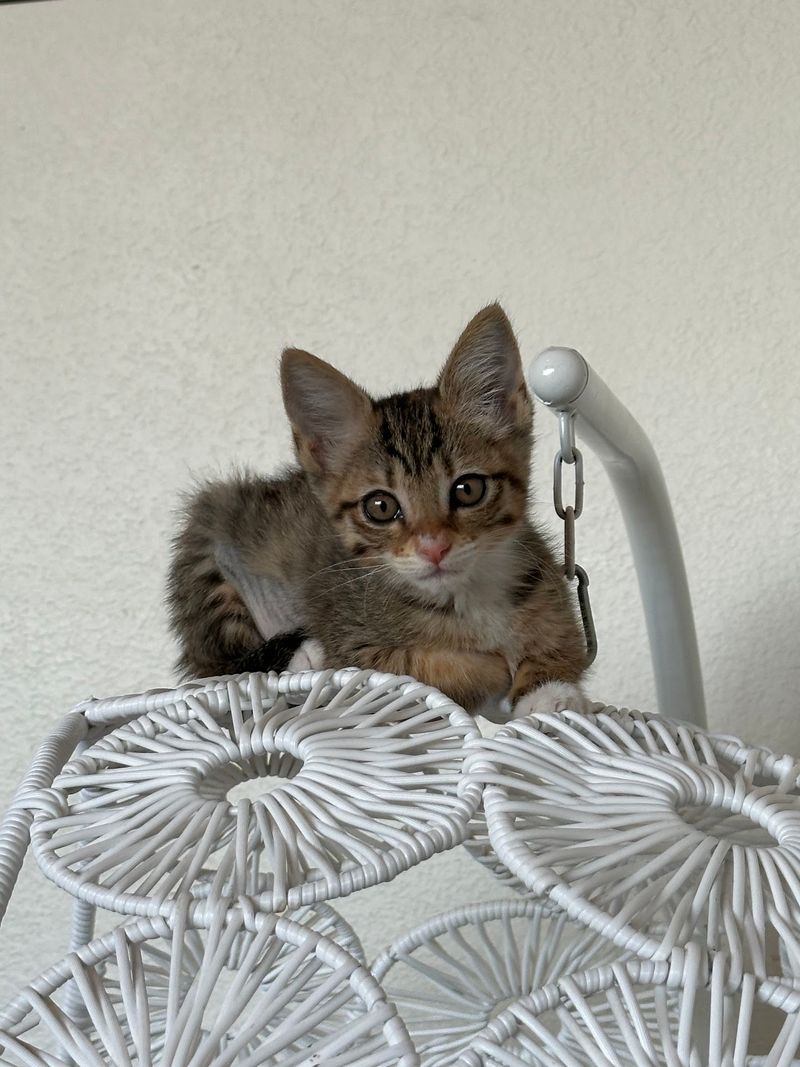The Kitten Room Upstairs
