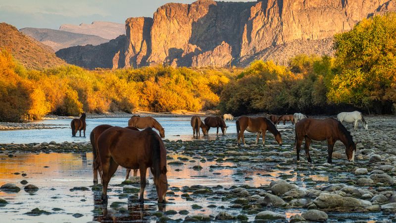 The Lower Salt River brings a possible horse encounter near Phoenix The Lower Salt River brings a possible horse encounter near Phoenix