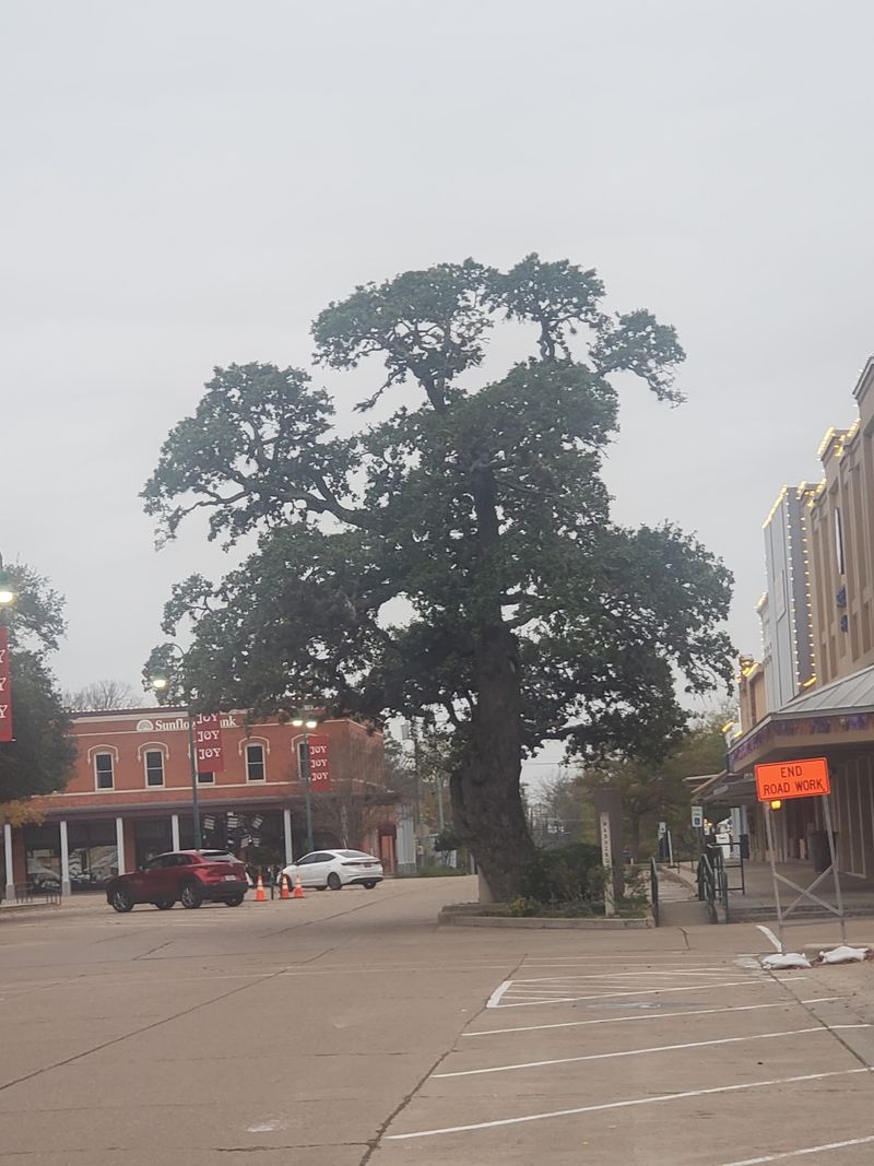 The Muster Oak, La Grange, TX The Muster Oak, La Grange, TX