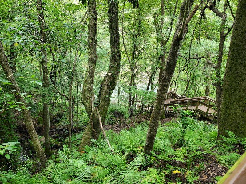The Rainforest Hiding Below Ground Level The Rainforest Hiding Below Ground Level