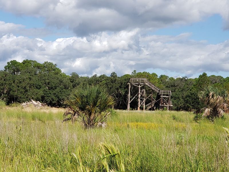The Sandhill Crane Strut
