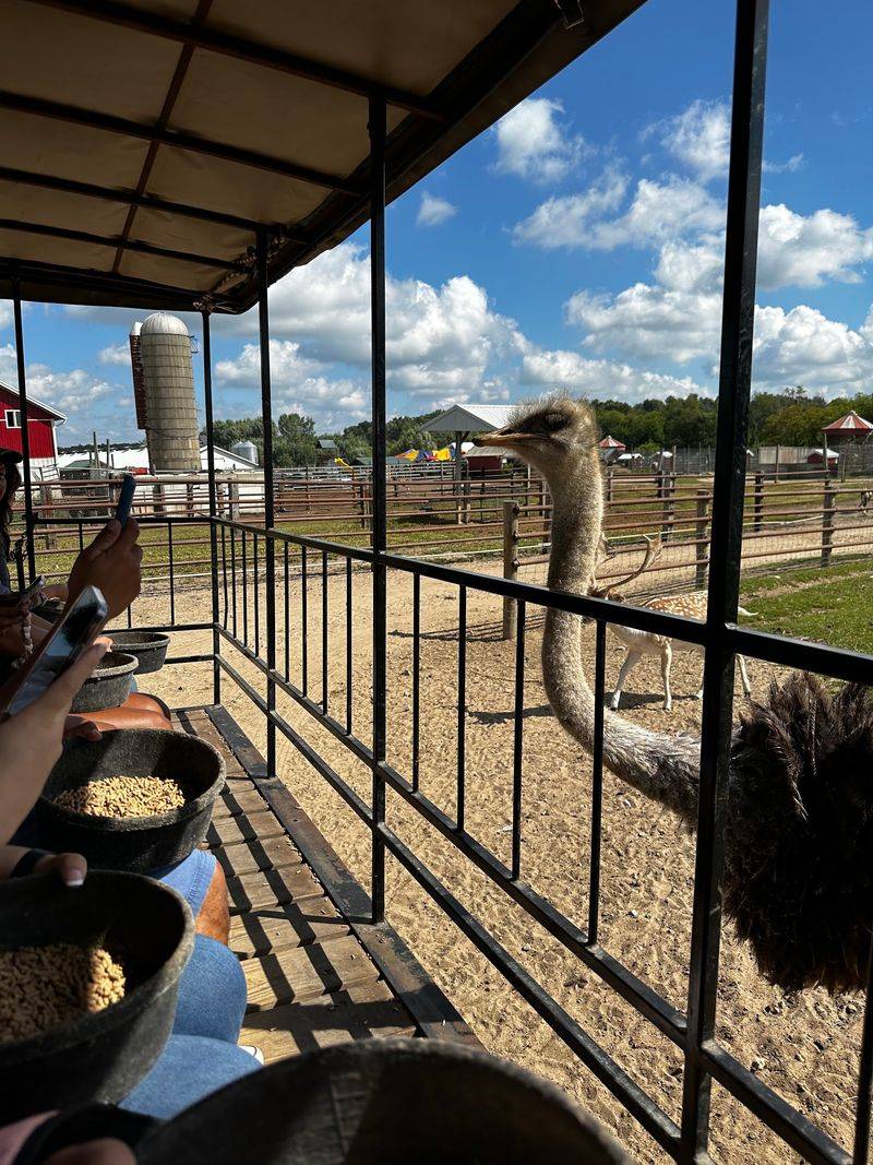 The Wagon Safari Is the Main Event The Wagon Safari Is the Main Event
