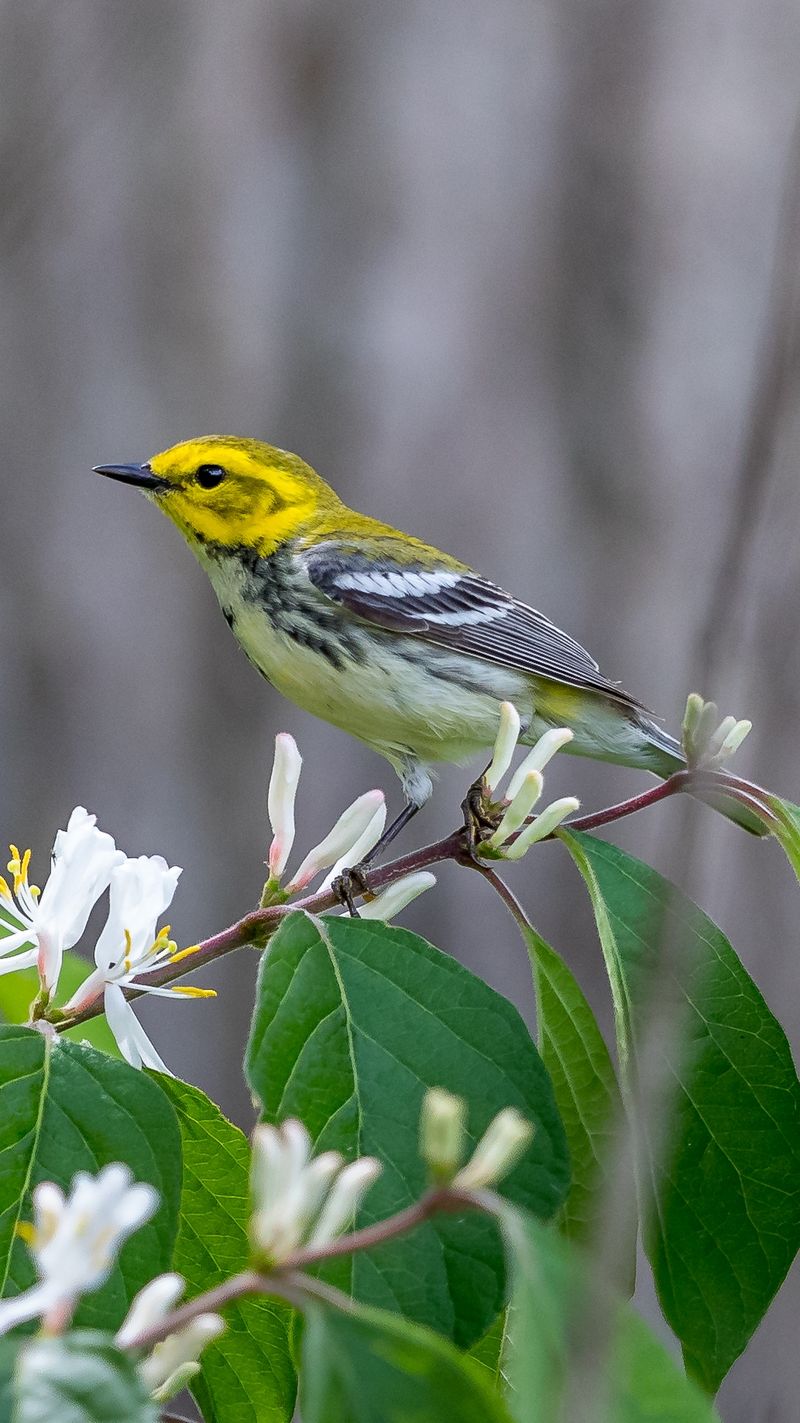 The Warbler Rush of Early May The Warbler Rush of Early May