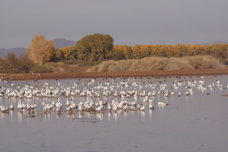 The Winter Snow Goose Takeover