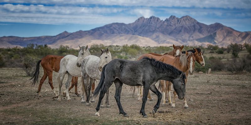 The herd’s origins remain contested The herd’s origins remain contested