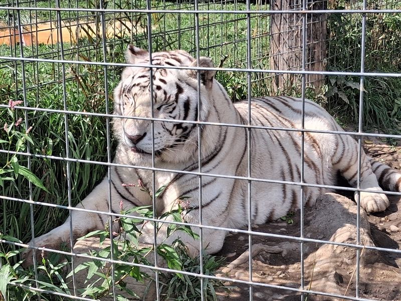 Tigers, Bears, and Cougars Up Close Tigers, Bears, and Cougars Up Close