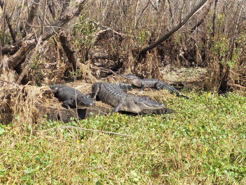 Timing the Trip for Maximum Gators