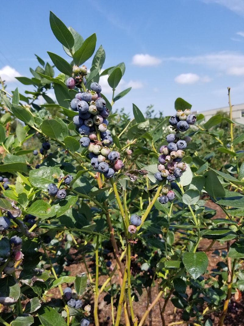 Tom West Blueberries, Ocoee, FL Tom West Blueberries, Ocoee, FL