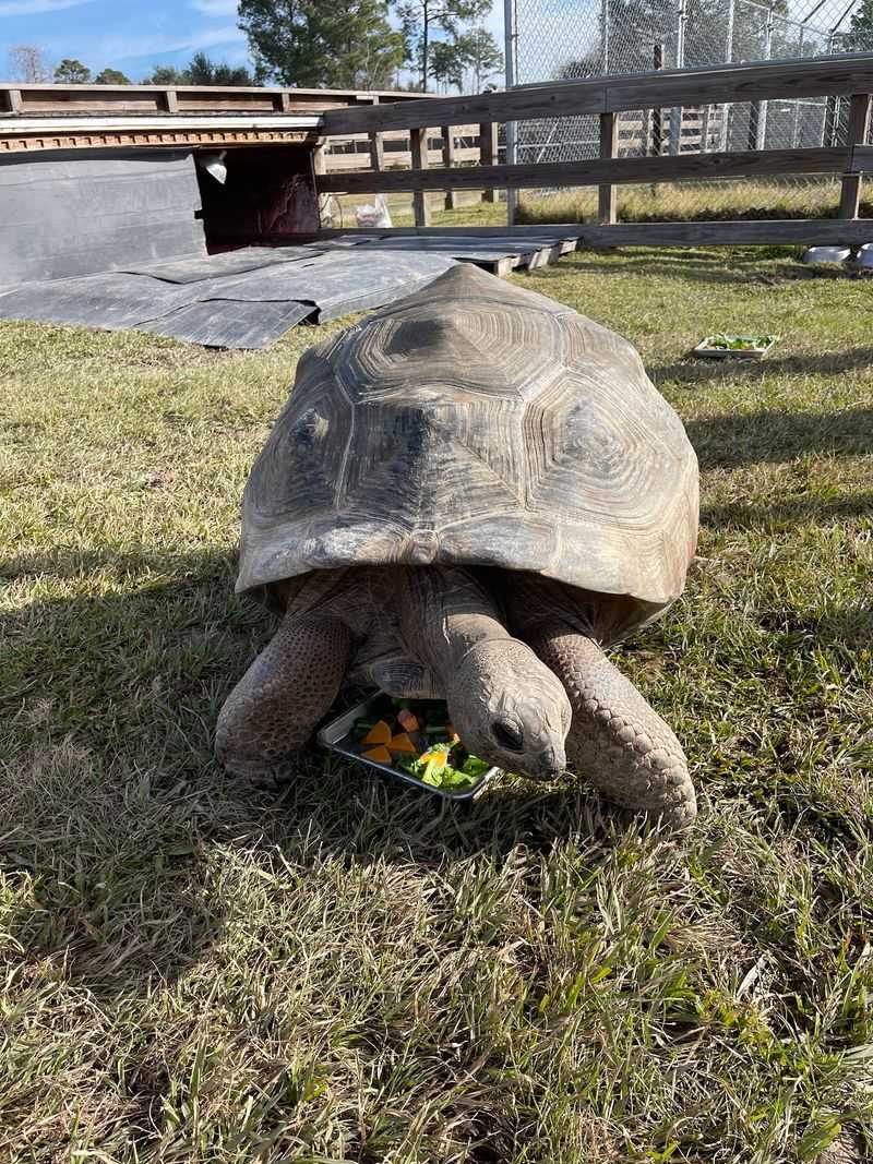 Tortoise Pats on the Basic Tour Tortoise Pats on the Basic Tour
