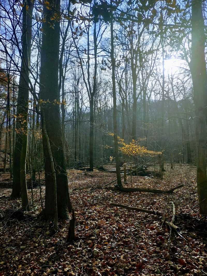 Total Isolation Among the Trees Total Isolation Among the Trees