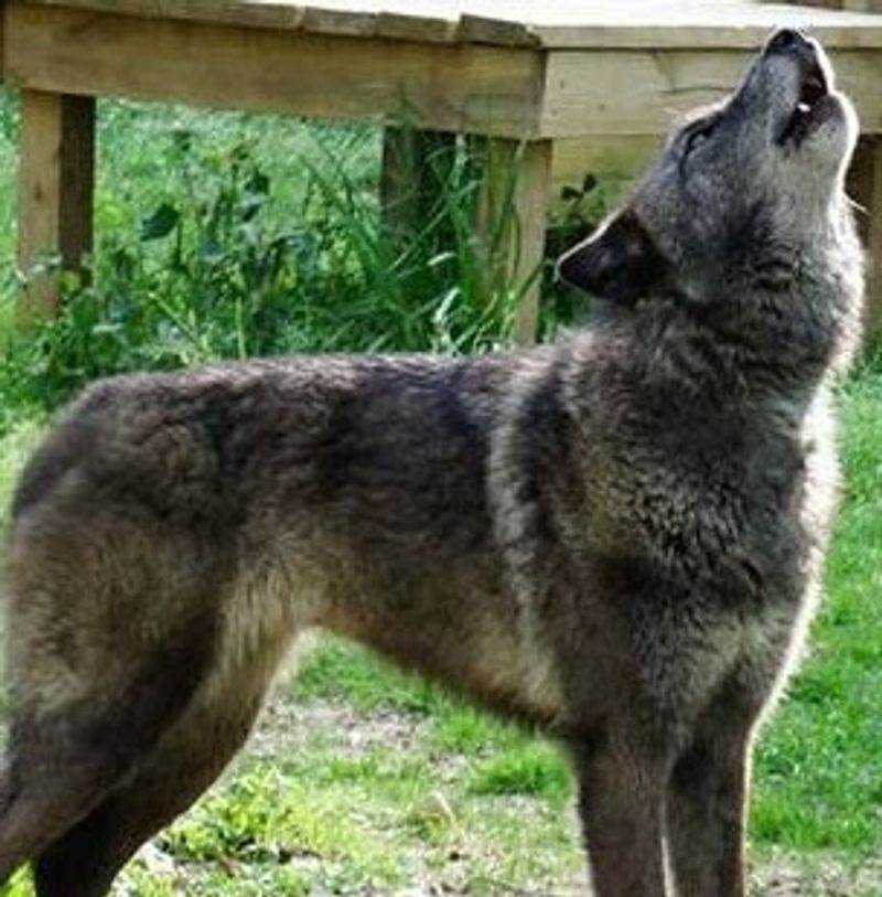 Treats, Enrichment, and a Few Howls Treats, Enrichment, and a Few Howls