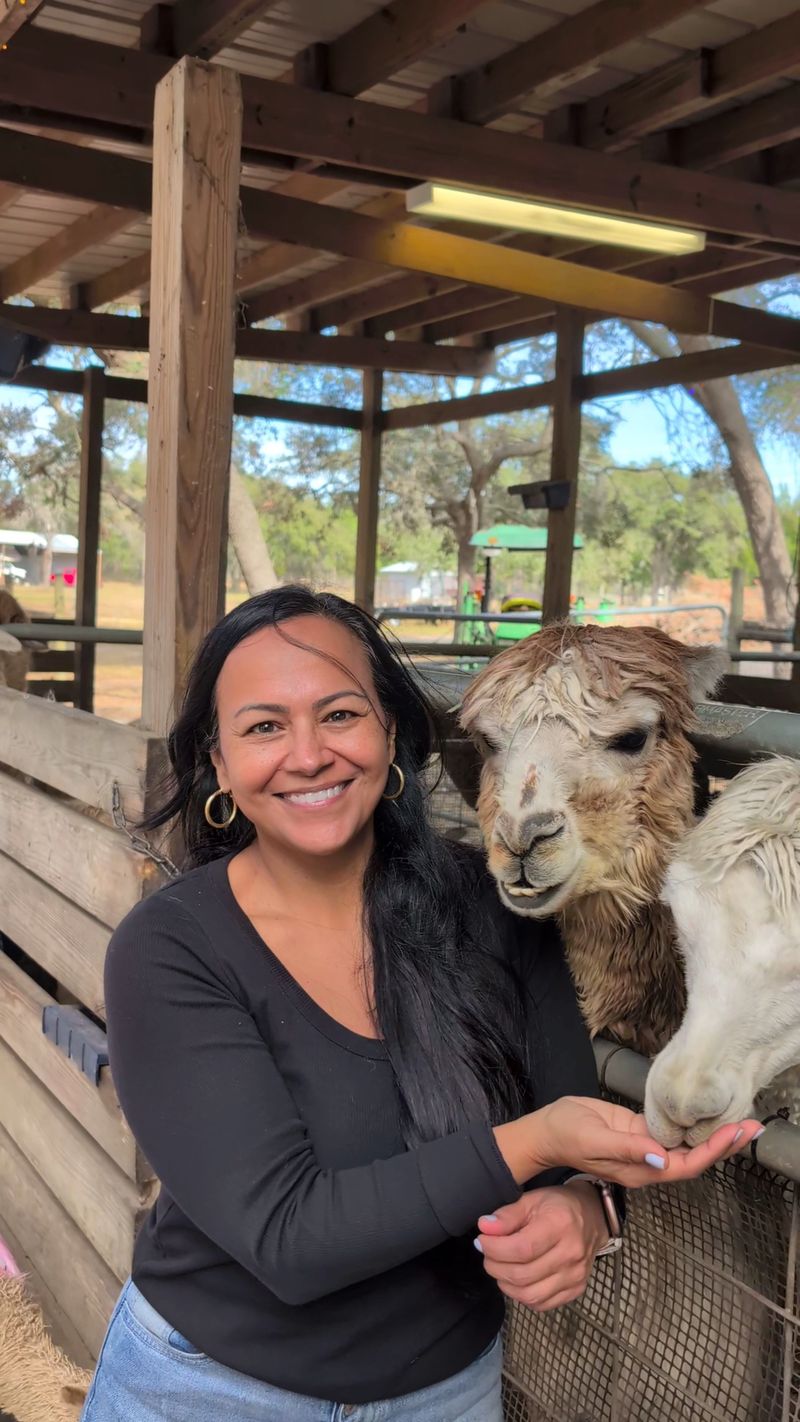 Treats in Hand, Alpacas at Eye Level Treats in Hand, Alpacas at Eye Level
