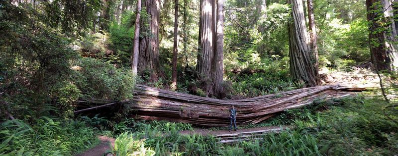 Trees That Shrink Everything Else Trees That Shrink Everything Else