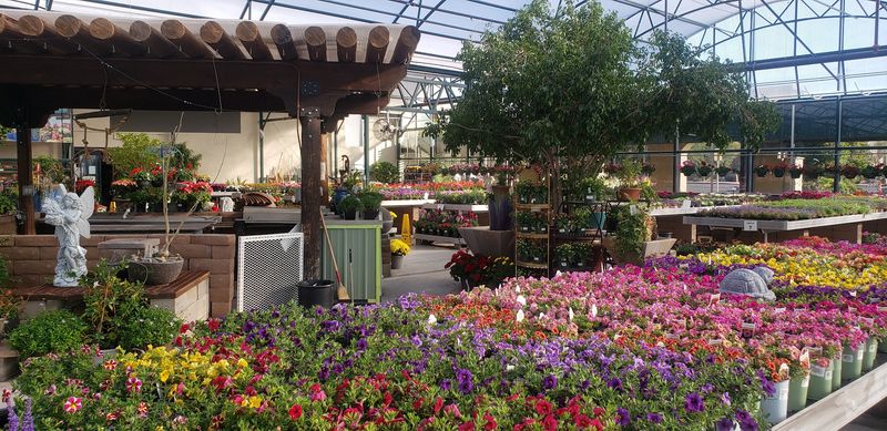 Tucson's Plant Museum in Our Own Backyard Tucson's Plant Museum in Our Own Backyard