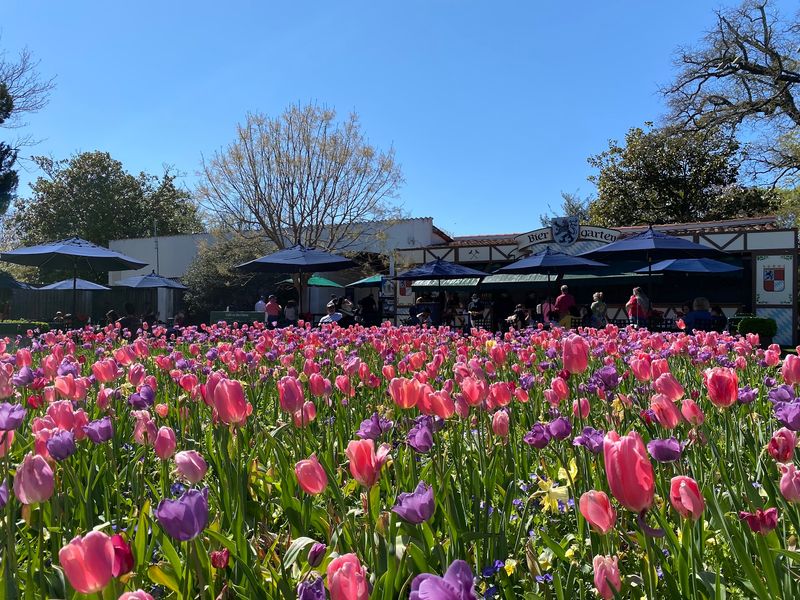 Tulip Season Takes The Stage