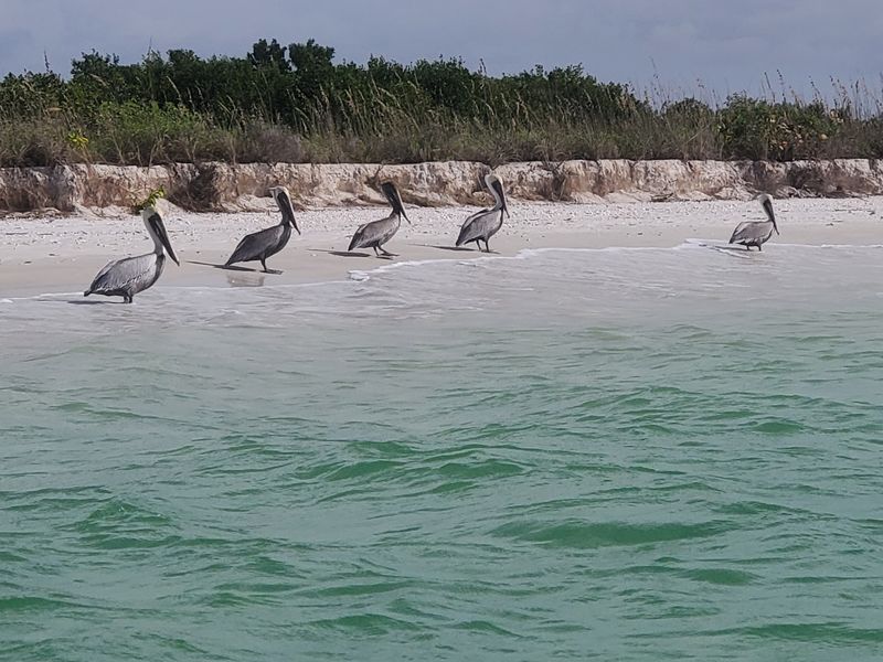 Turquoise Water and Wild Neighbors Turquoise Water and Wild Neighbors