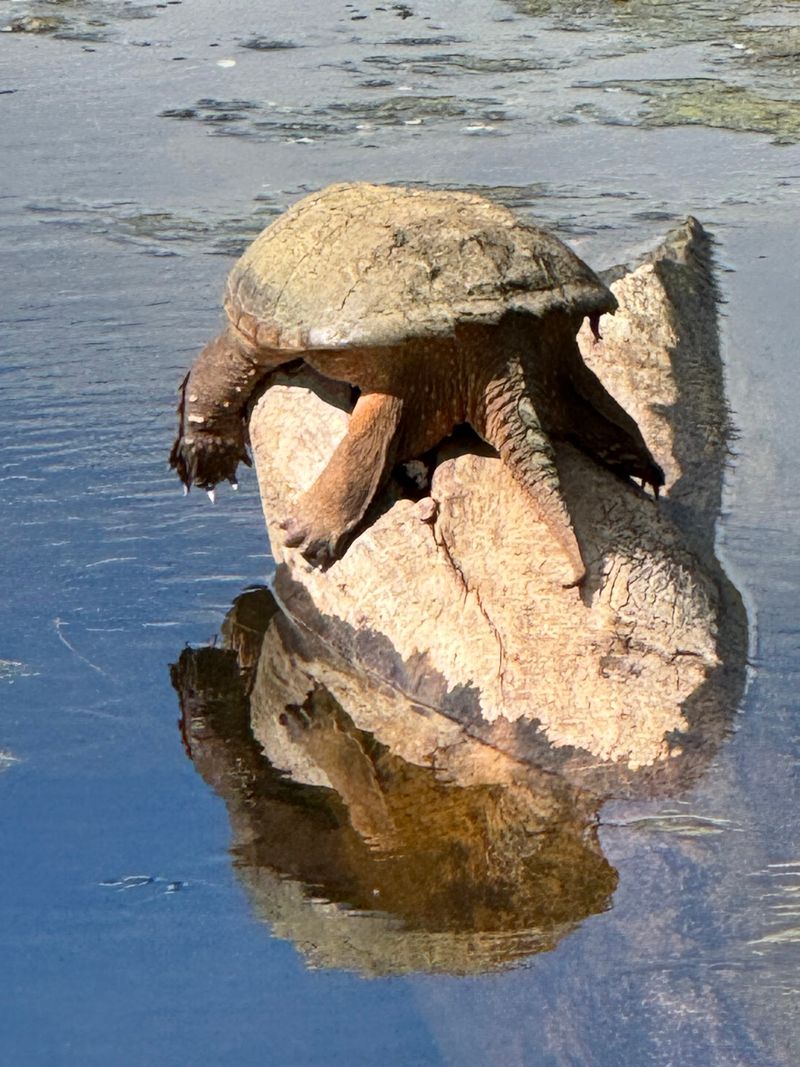 Turtles, Frogs, and Slithering Neighbors Turtles, Frogs, and Slithering Neighbors