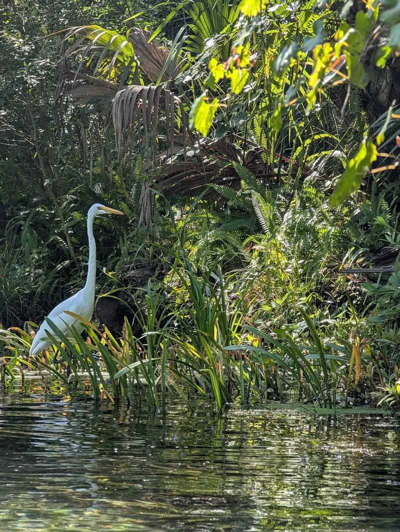 Turtles, Otters, and Other Neighbors