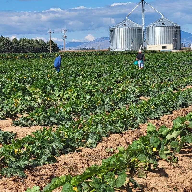 Two Sides, One Big Farm