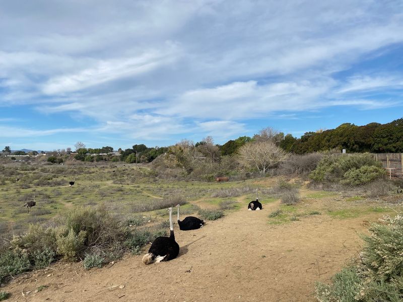 Uneven Ground and Little Shade