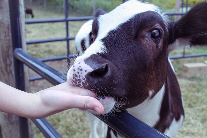 Up Close With the Herd