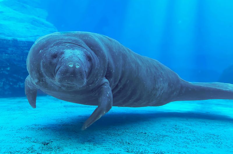 Visit Gulfarium to see Romeo Visit Gulfarium to see Romeo