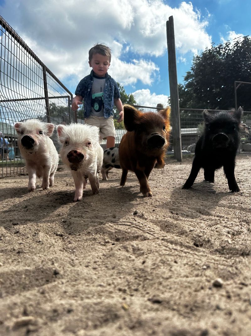 Walk-In Pens and Baby Animals Walk-In Pens and Baby Animals