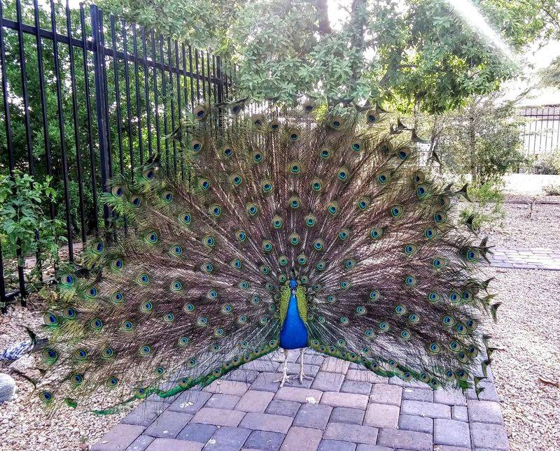 What Happened to the Peacocks