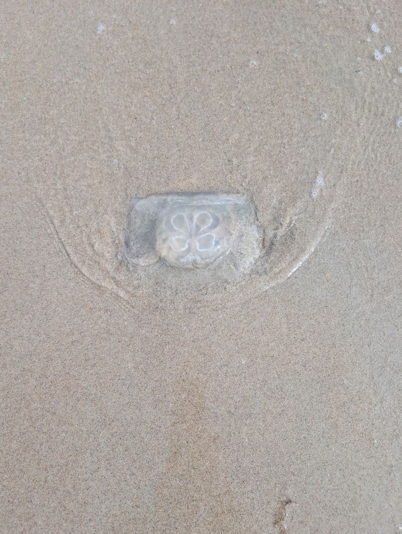 What to Know About Jellyfish and Sand