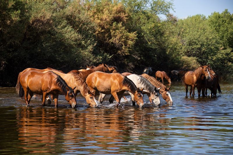 What “wild” means for the Salt River herd What “wild” means for the Salt River herd