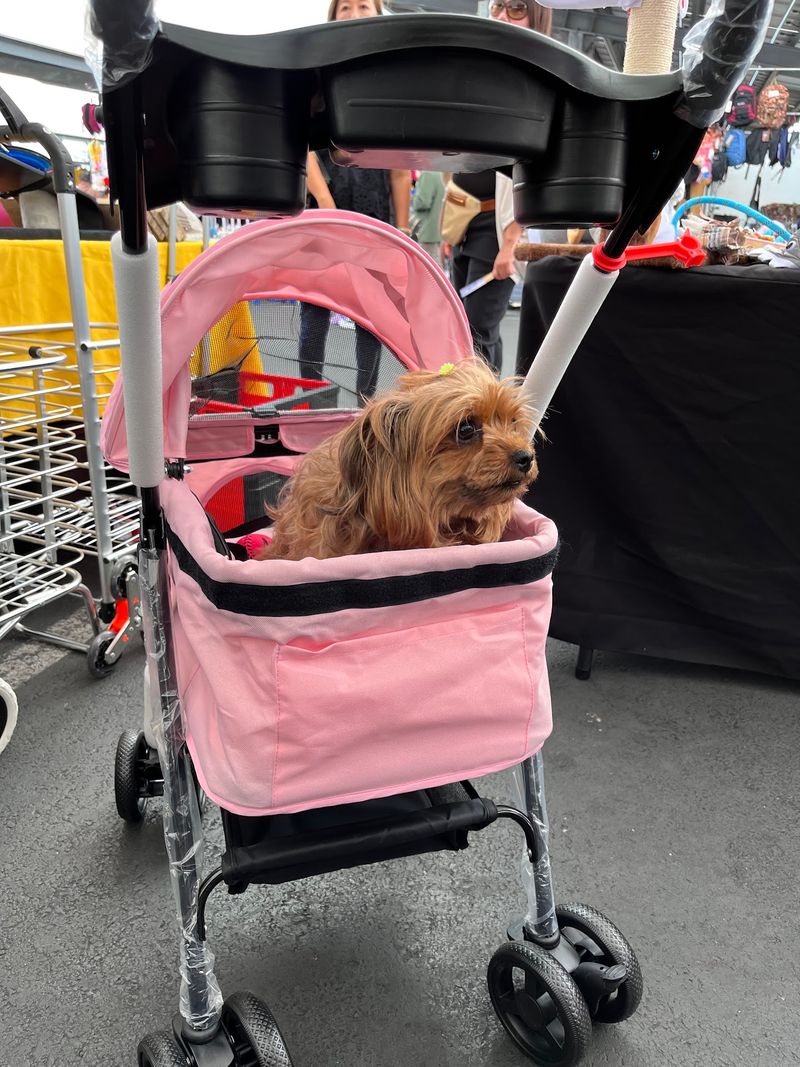 Where Pets Get a Shopping Trip Too