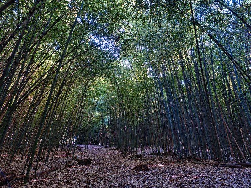 Where the Bamboo Takes Over Where the Bamboo Takes Over