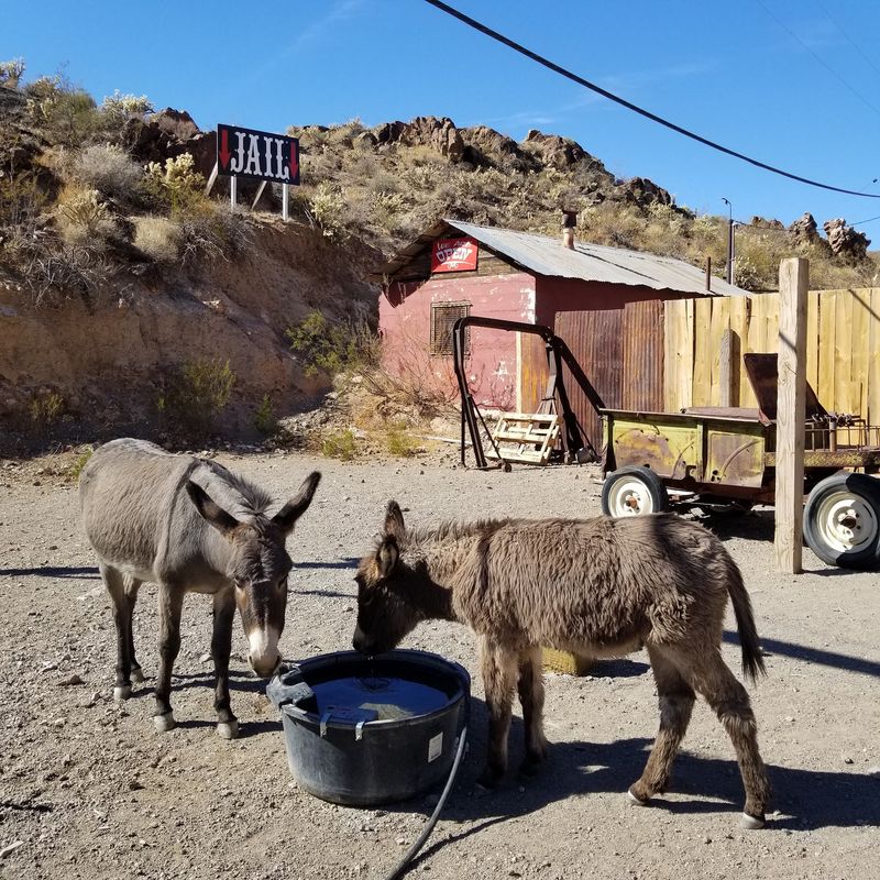 Where the Burros Came From Where the Burros Came From