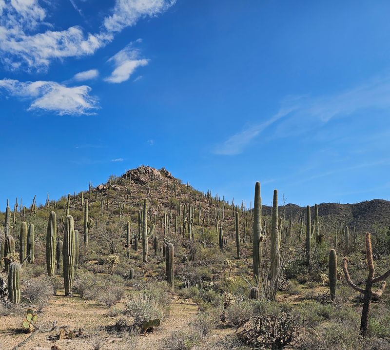 Where the Cactus Forest Begins Where the Cactus Forest Begins