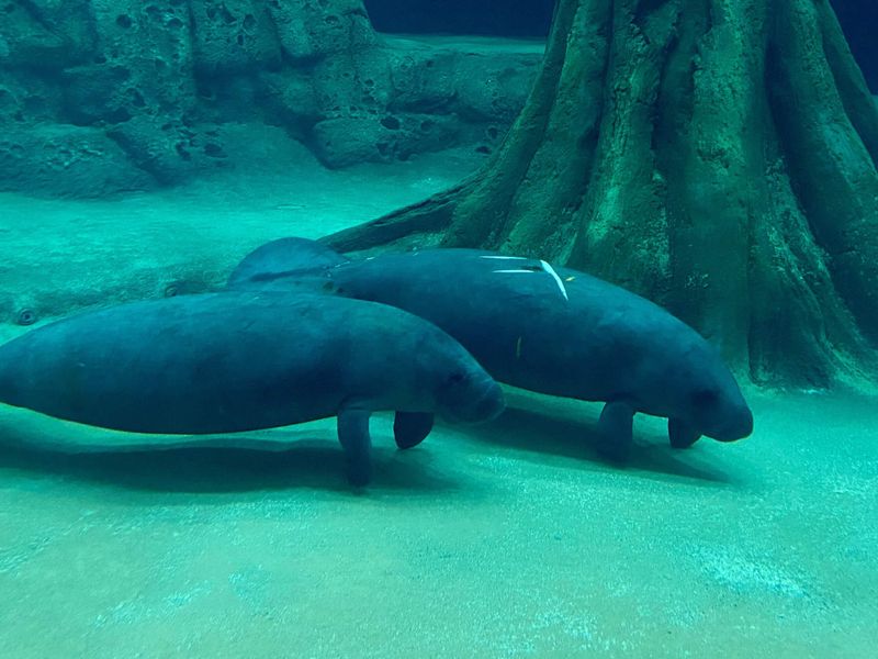 Which manatees might visitors see? Which manatees might visitors see?