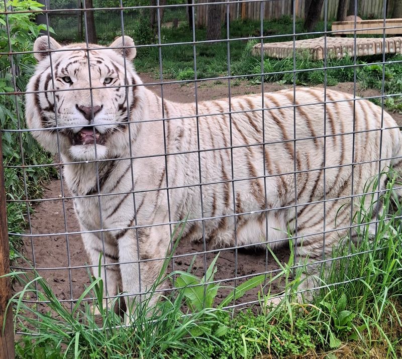 Why These Animals Needed a Second Chance Why These Animals Needed a Second Chance