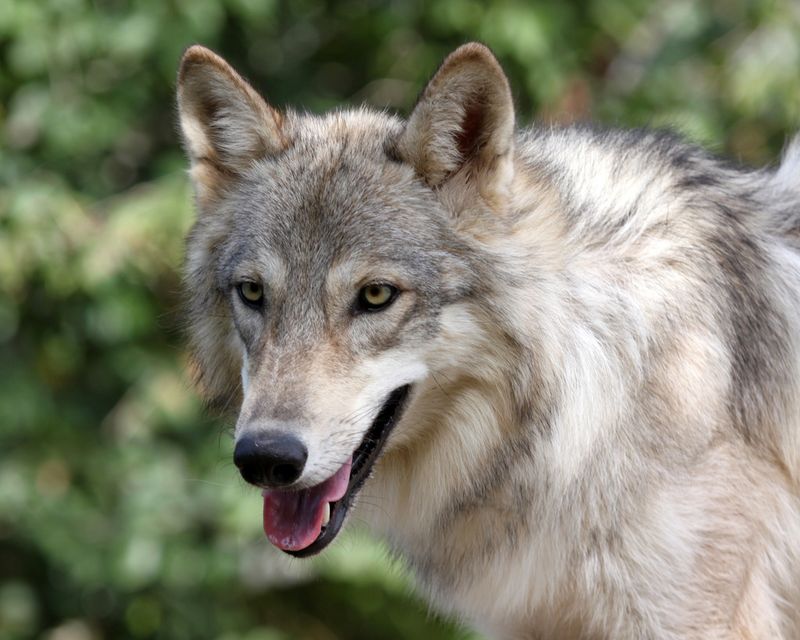 Wolf or Wolfdog: Spot the Difference Wolf or Wolfdog: Spot the Difference