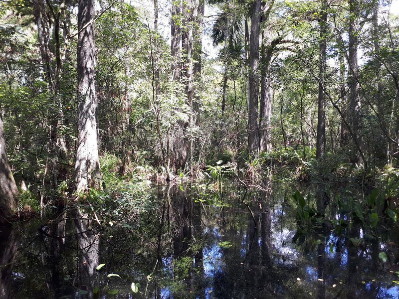 Worth the Trip Beneath the Old Trees