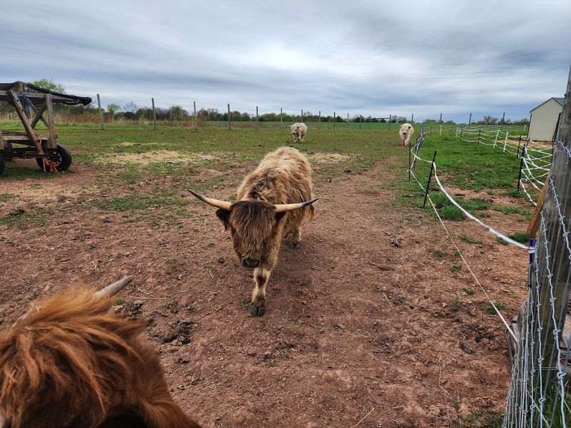 Worth the Wait, Cow for Cow Worth the Wait, Cow for Cow