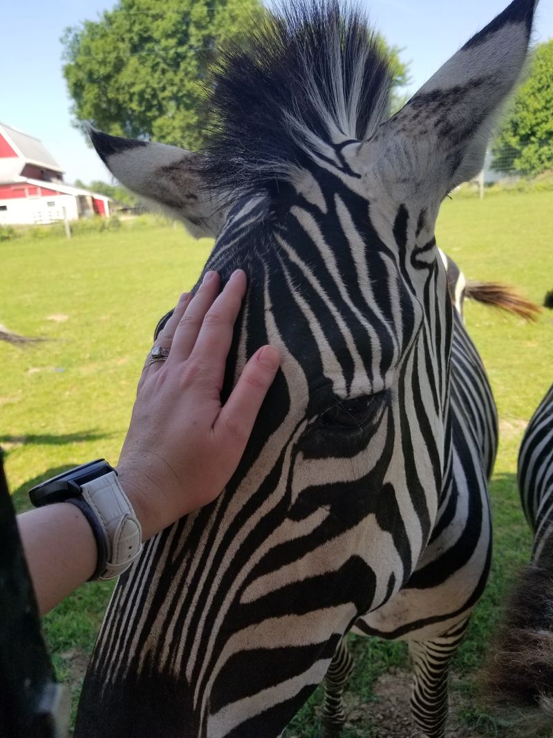 Zebras, Camels, and Other Surprise Guests Zebras, Camels, and Other Surprise Guests