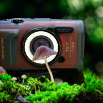 10 Compact Cameras That Shine in Foggy Mornings