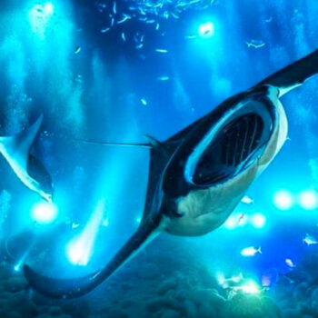 11 Magical Noctourism Experiences to Try in 2025