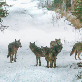 13 Hidden Wolf Sanctuaries Where You Can Watch Packs Hunt in the Wild
