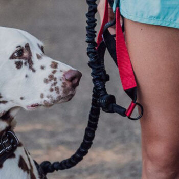 14 Best Travel Leashes for Active Dogs