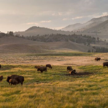 15 Fun and Wild Facts About the Nation's First National Park