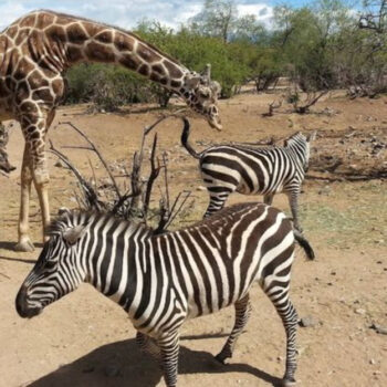 15 Unforgettable Places in Arizona Perfect for an Epic Family Adventure