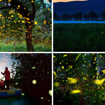 16 Places That Turn Into Firefly Havens in July and August