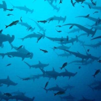 18 Best Places for Scuba Diving Around the World
